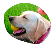 dog cpplsk