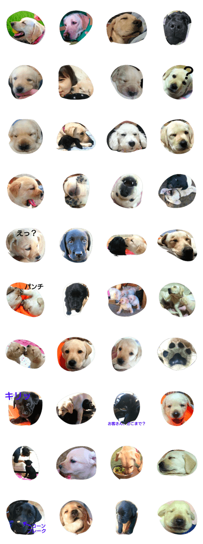 dog cpplsk