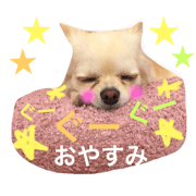Chihuahua Soyokaze Paran