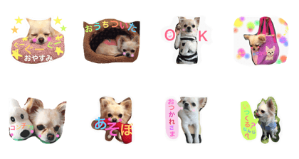 Chihuahua Soyokaze Paran