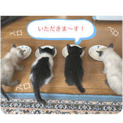 猫写真（文字付き）日常会話に最適(^^)