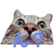 amekichi