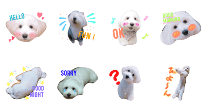 MalteseDachshundmix pan MalteseDachshundmix pan