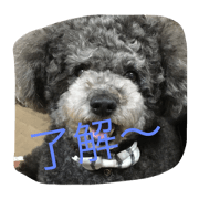 toypoodle lucky stamp 2