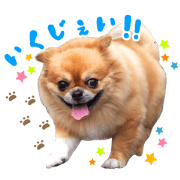 Pet dog achu