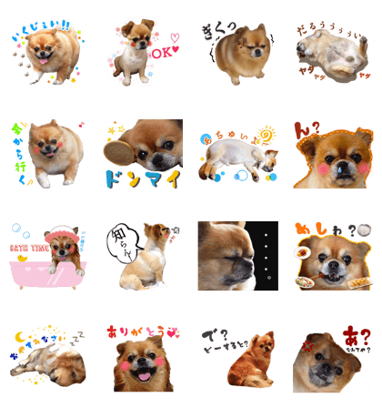 Pet dog achu