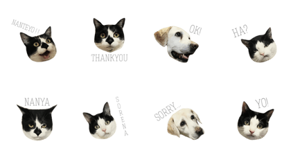 Coco&Fuku&Kotetsu