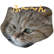 mi Dook Neko