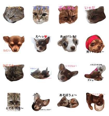 mi Dook Neko