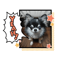 Coccon Mane Sora Chobi