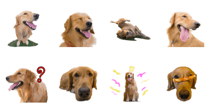 Golden Retriever : Chayen