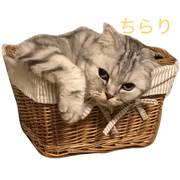 tame cat