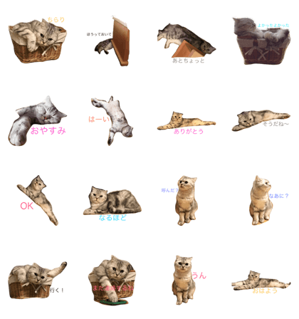tame cat