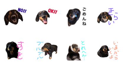 momochan of a dachshund.