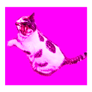 Colorful cat images_5