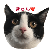 hachiware cat2