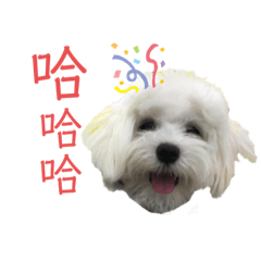 Cute maltese puppy life – LINE stickers | LINE STORE