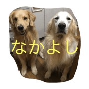dogdogdog&cat