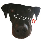 Labrador Bell