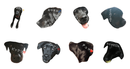 Labrador Bell