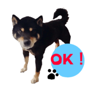 mame shiba maro's ordinary
