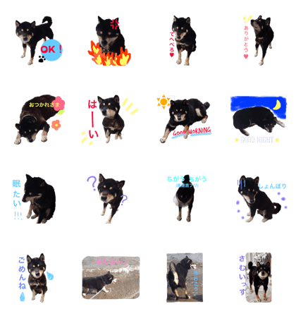 mame shiba maro's ordinary