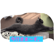 The grey cat HAKU