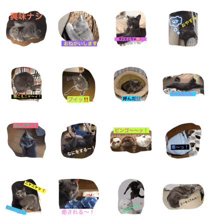The grey cat HAKU