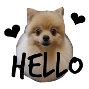 mame.pomeranian