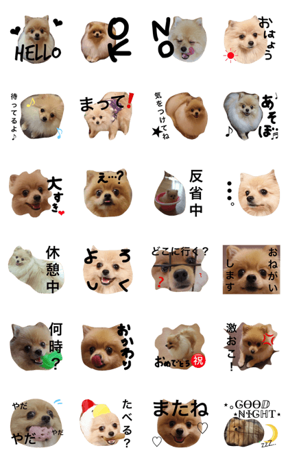 mame.pomeranian