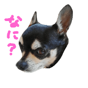 saucy!azuki