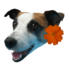 JackRussellTerrier run