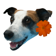 JackRussellTerrier run