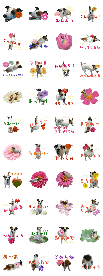 JackRussellTerrier run