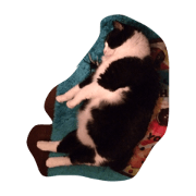 Mufflum