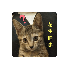 圓仔灰