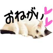 dedeomo's stamp