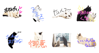 dedeomo's stamp