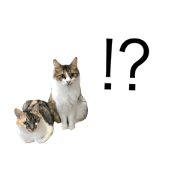 Cat cat Friend 3