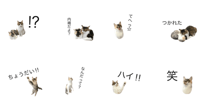 Cat cat Friend 3