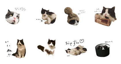 loccocat