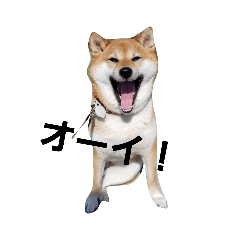 shibainu  Haru