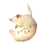 mix dog pao2