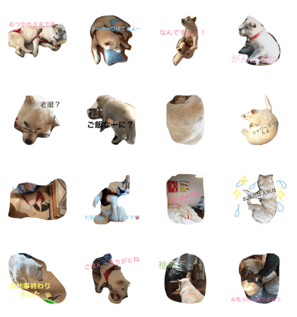 mix dog pao2