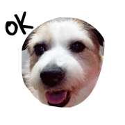 jackrusselterrier
