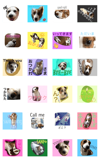 jackrusselterrier