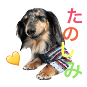 DACHSKUROTO1
