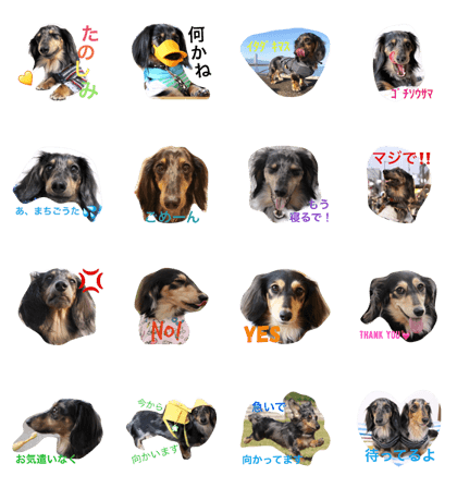 DACHSKUROTO1