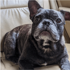 Junior the frenchie