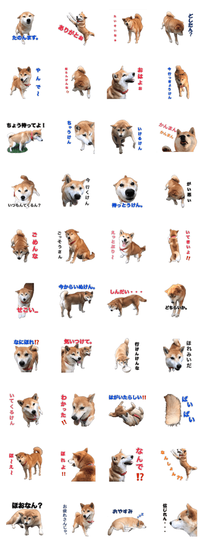 Awa dialect of the Japanese midget Shiba